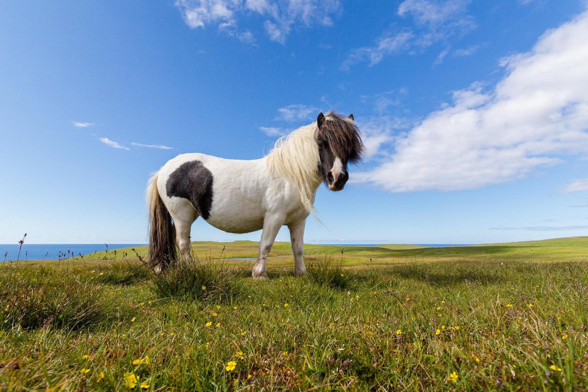 A Shetland pony in a wildflower meadow